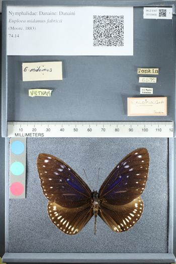 Media type: image;   Entomology 159456